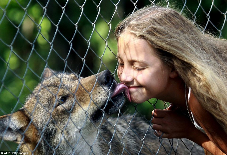 俄罗斯少女与狼亲密无间 狼被驯化似宠物