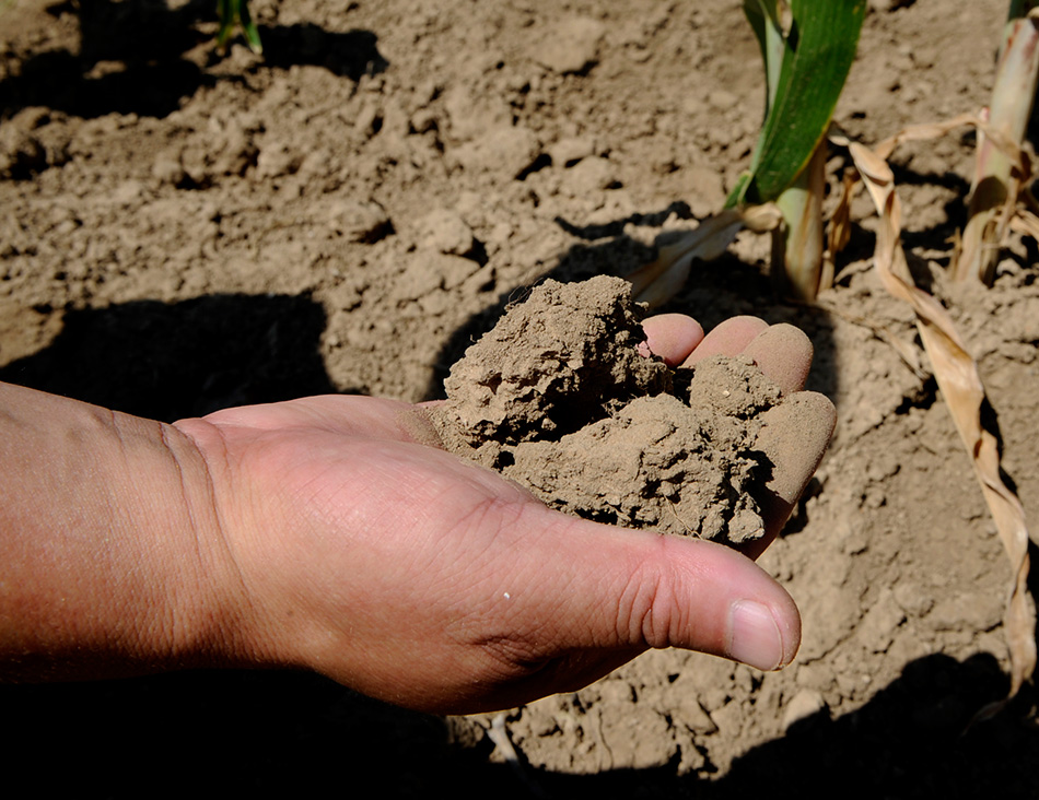 8月19日，巴林右旗宝日勿苏镇农民展示一处农田干旱板结的土壤。