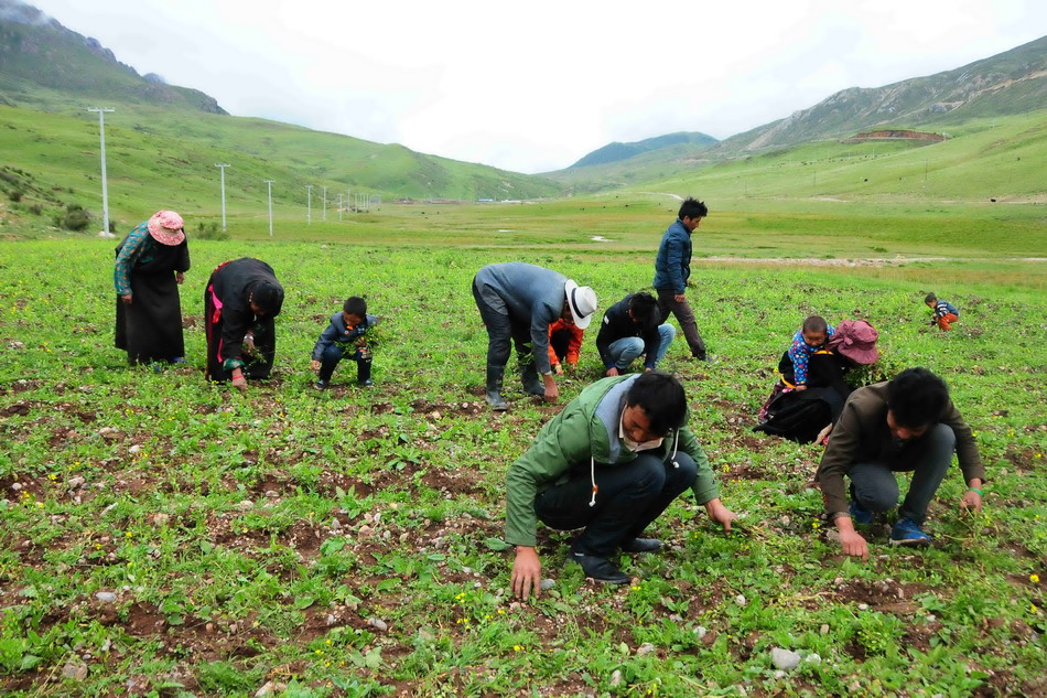  囊谦县白扎乡东日尕村的村民在种植基地内除草（8月21日摄)。