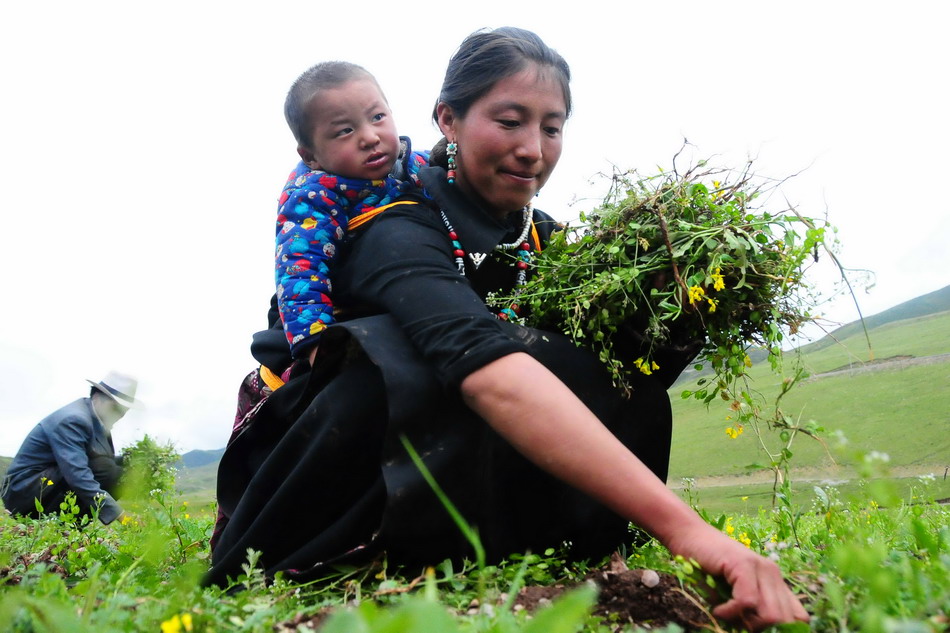  囊谦县白扎乡东日尕村村民代青昂毛背着孩子在种植基地内除草（8月21日摄)。