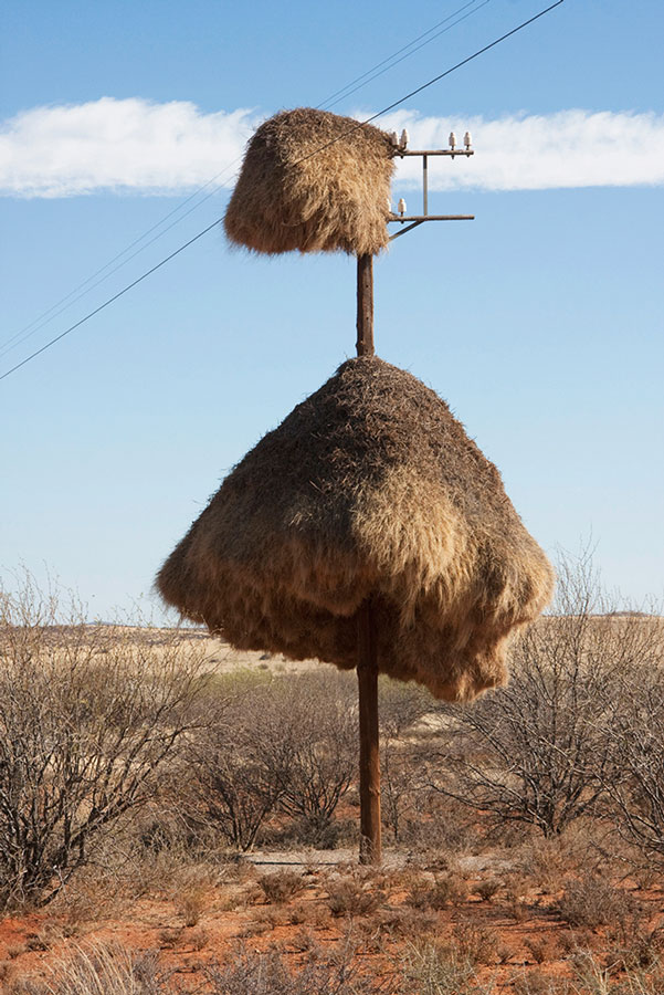 南非平原上的另外一个大鸟巢。