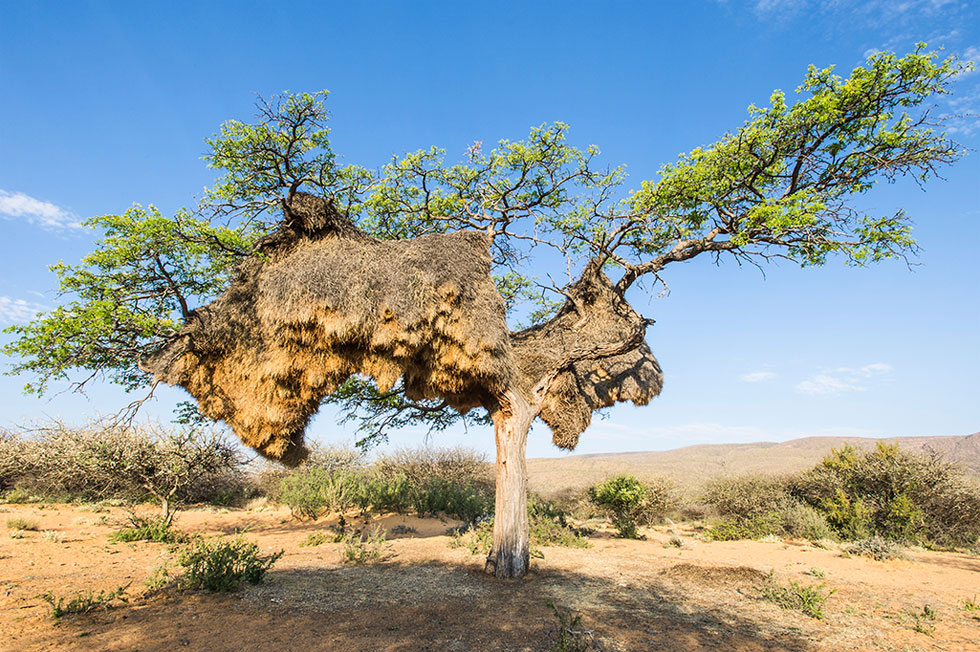 世界最大鸟巢压垮树干 重1814斤有100个隔间