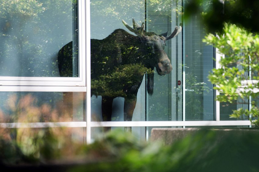 这只麋鹿走进办公楼后就站到窗前，似乎在欣赏外面的风景。