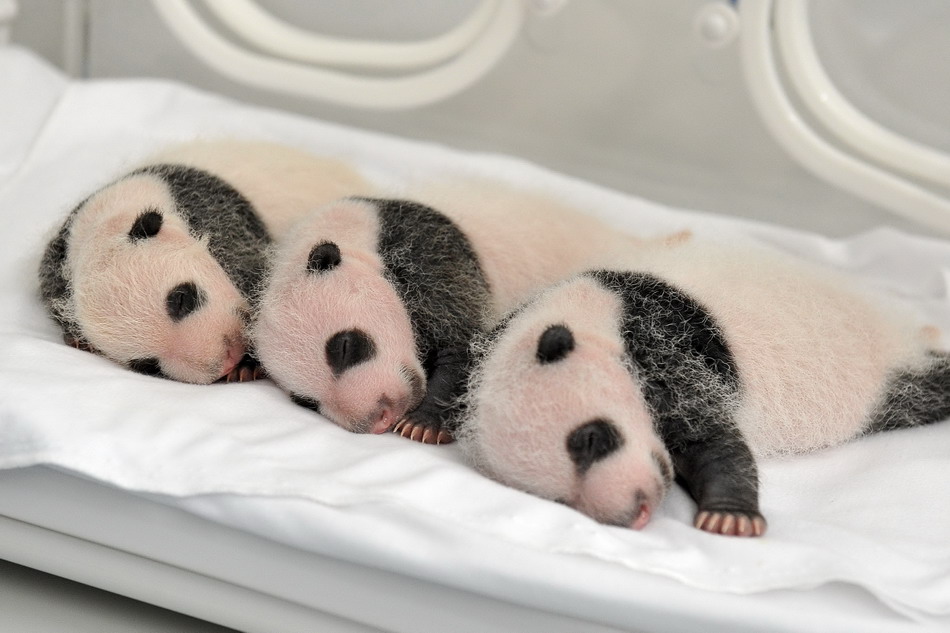 三胞胎大熊猫幼仔出生第二十五天的照片(8月22日摄.