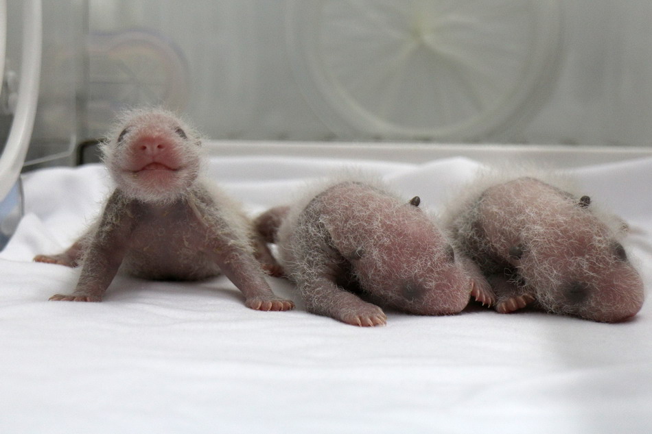 三胞胎大熊猫幼仔出生第十二天的照片(8月9日摄).