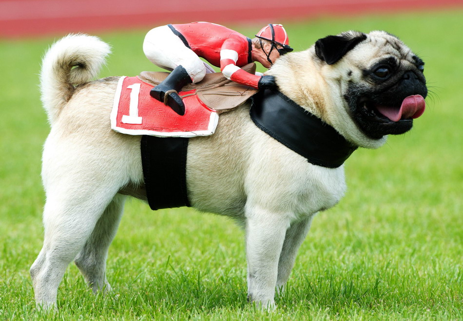 德国举行第三届哈巴狗和斗牛犬赛跑比赛