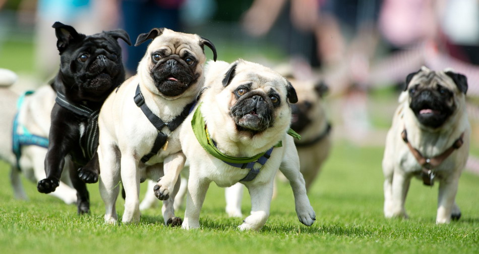 德国举行第三届哈巴狗和斗牛犬赛跑比赛