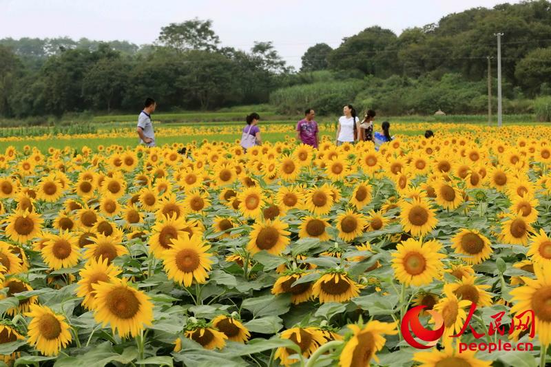 广西柳州向阳花海醉游人