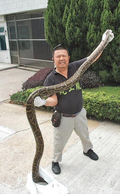 香港一条30公斤蟒蛇找食误闯民居