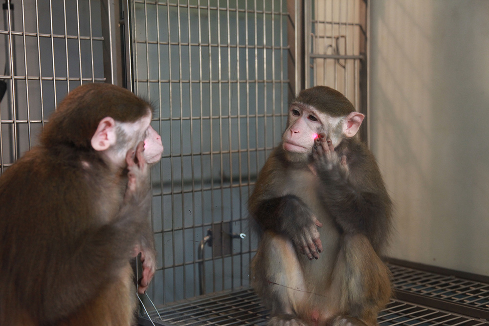 上海生命科学研究院提供的照片显示,一只猴子对着镜子摸脸上的红色光