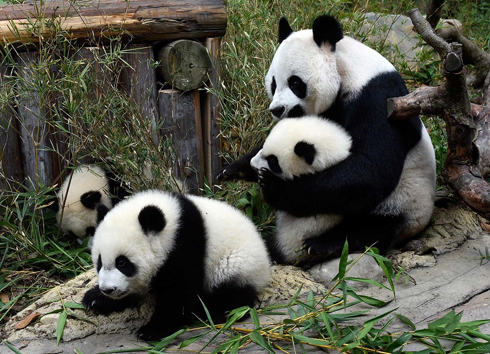 长隆三胞胎大熊猫获权威存活认证