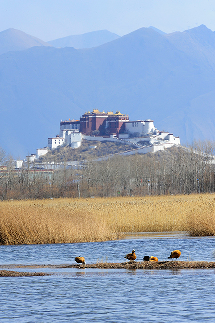 2015年2月1日拍摄的拉萨市拉鲁湿地，背景为布达拉宫。新华社记者 刘坤 摄