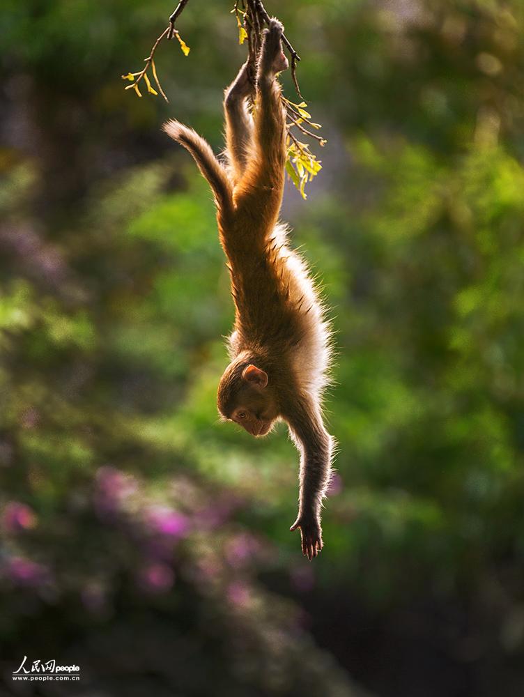 ���ҽ�       �������Ӱ