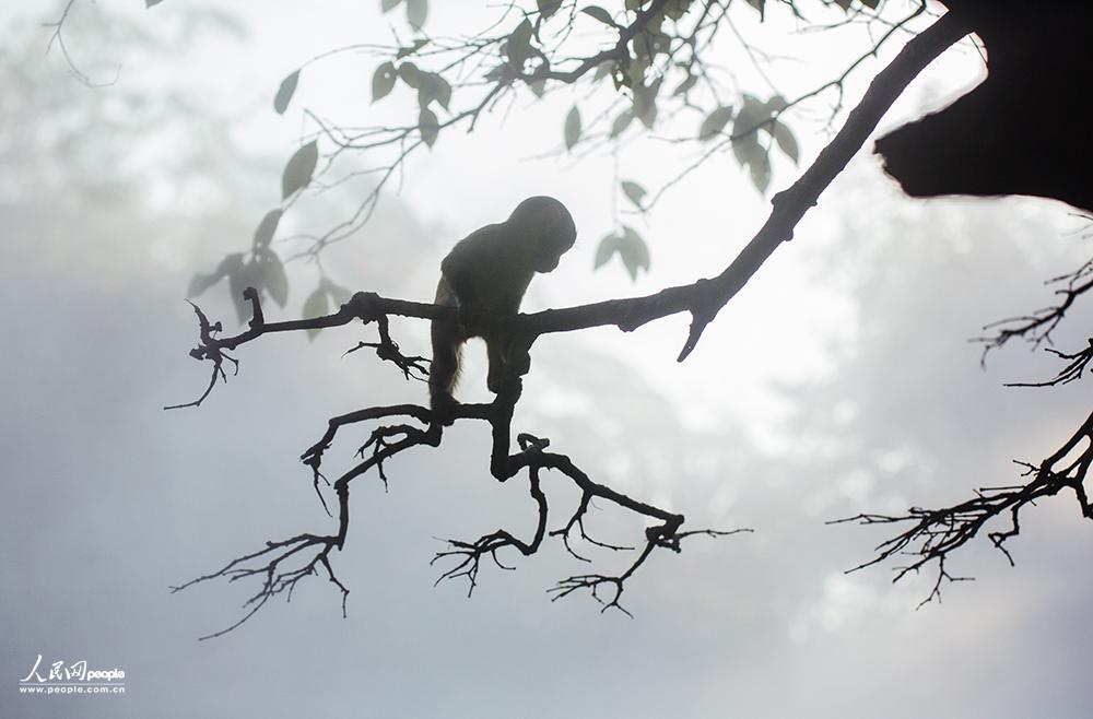 ���    �������Ӱ