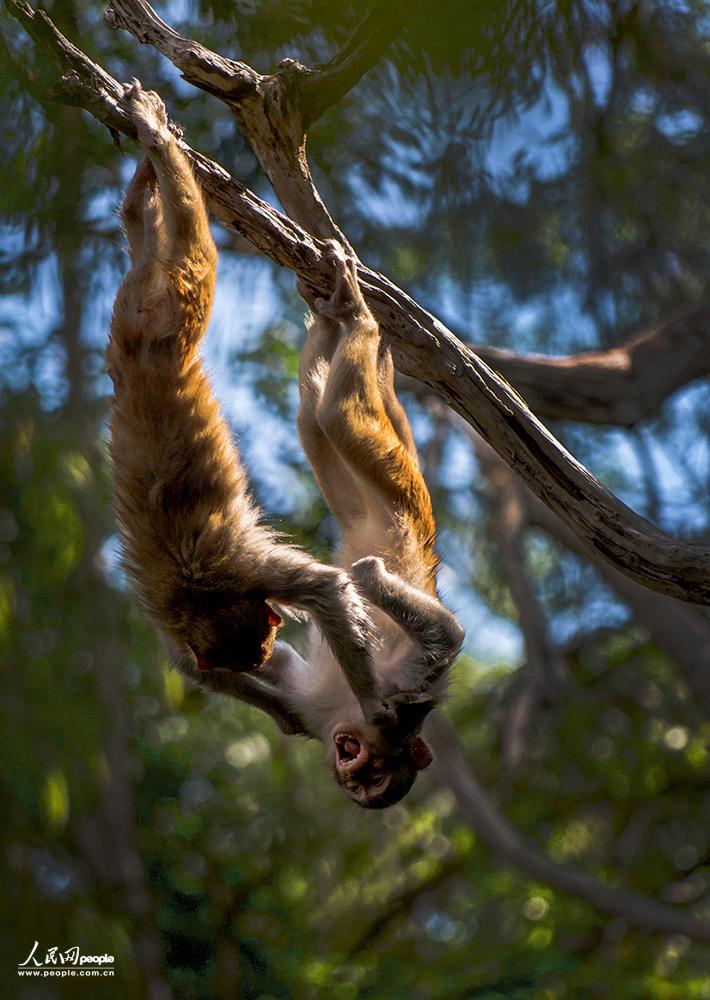 ��      �������Ӱ