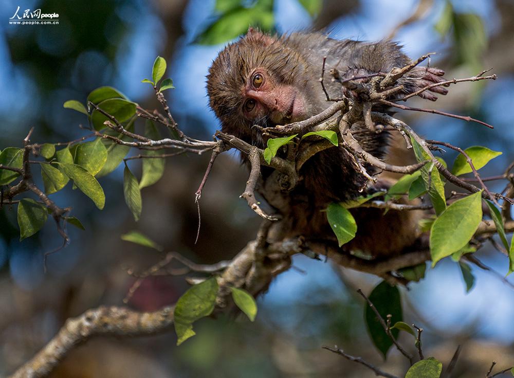 ���    �������Ӱ