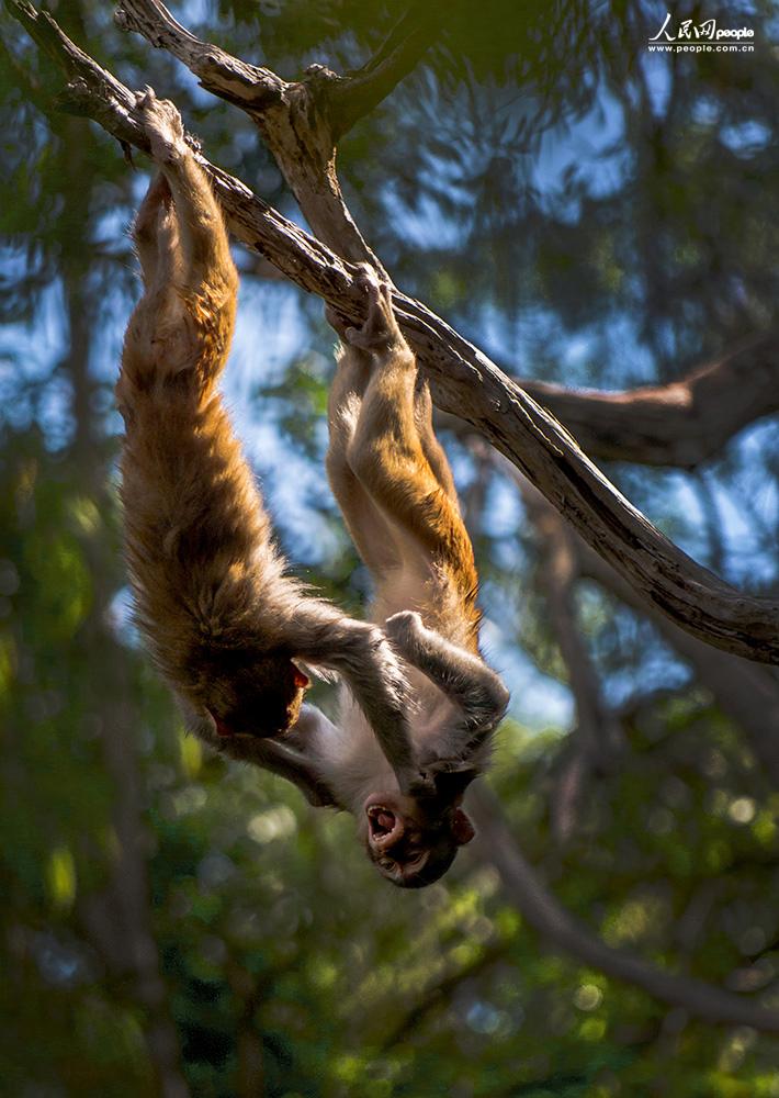 ��    �������Ӱ