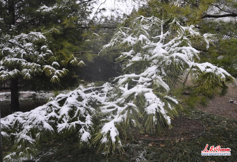 雪压青松。（摄影 付龙）