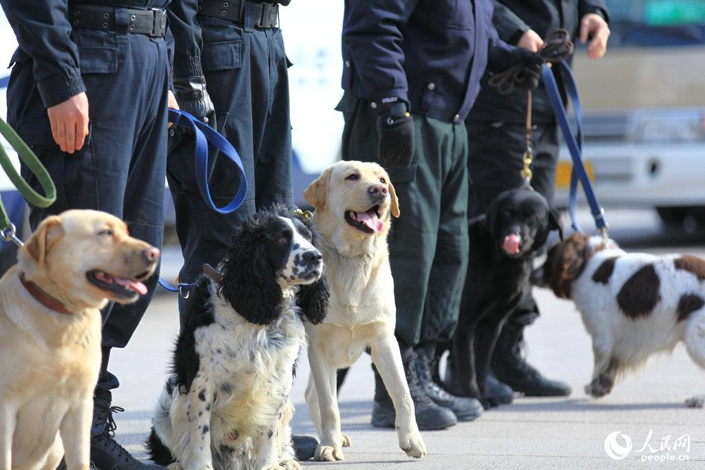 2015两会排爆警犬尽忠职守6