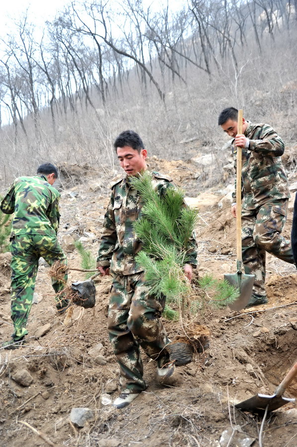 在山东泰安,徂徕山林场的职工在参加春季植林工作(3月16日摄.
