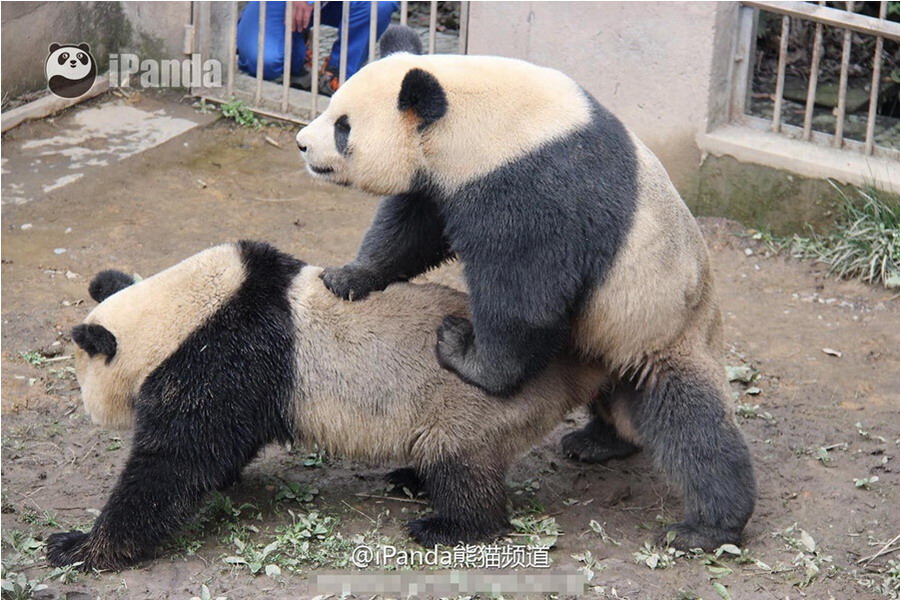 季节,今年中国保护大熊猫研究中心共有27只雌性大熊猫参与繁殖计划
