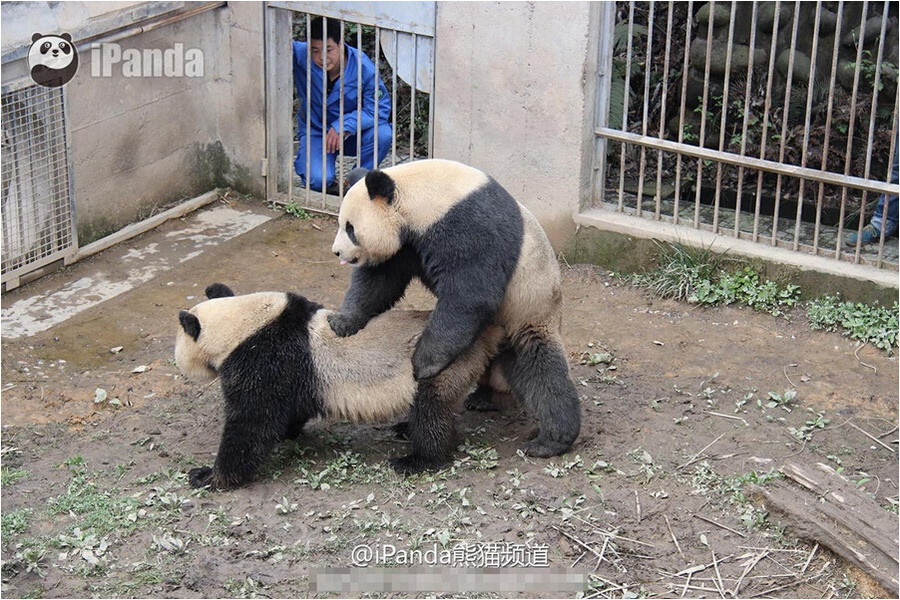 四川大熊猫自然交配时间破纪录被称持久哥4