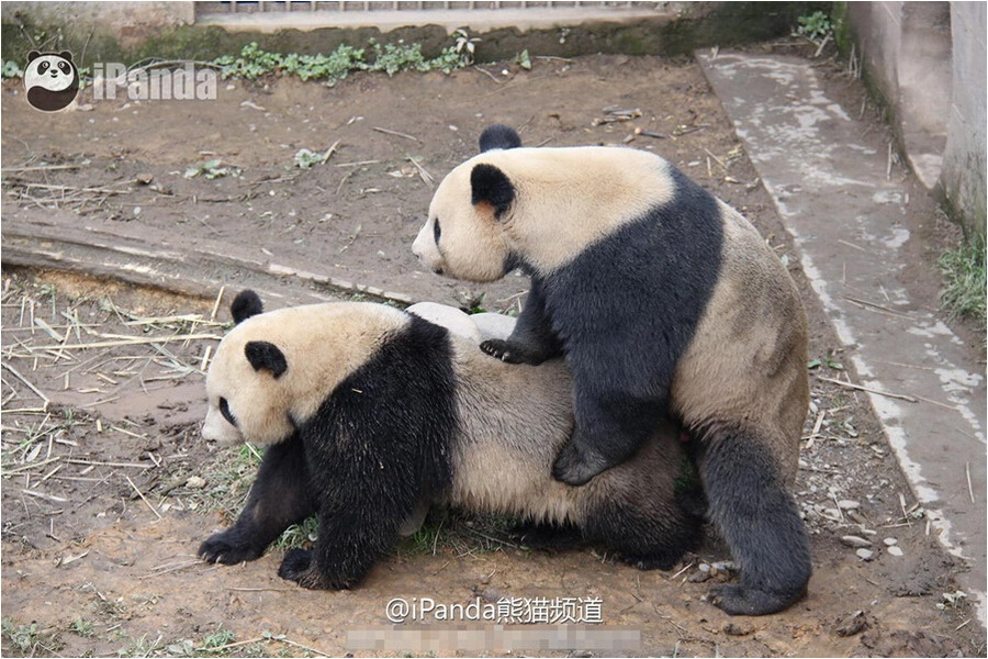 四川大熊猫自然交配时间破纪录 被称持久哥