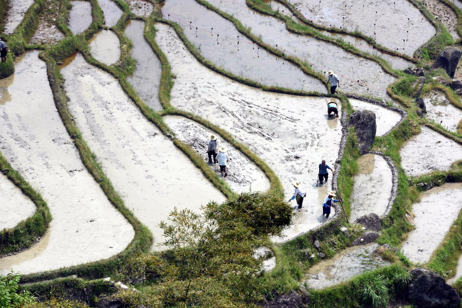 龙脊古壮寨人口_龙脊古壮寨梯田图片(3)