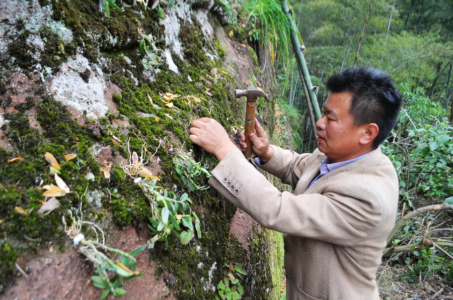 4月21日,工人在悬崖峭壁上种植铁皮石斛.新华社发(丁铭华 摄)