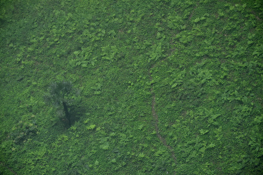 这是5月19日从空中拍摄的锣圈岩天坑里的植被。新华社发（宋文 摄）