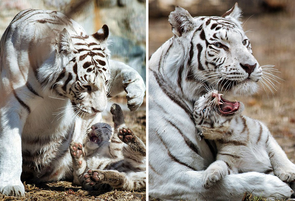 虎崽正与母亲玩耍。（网页截图）