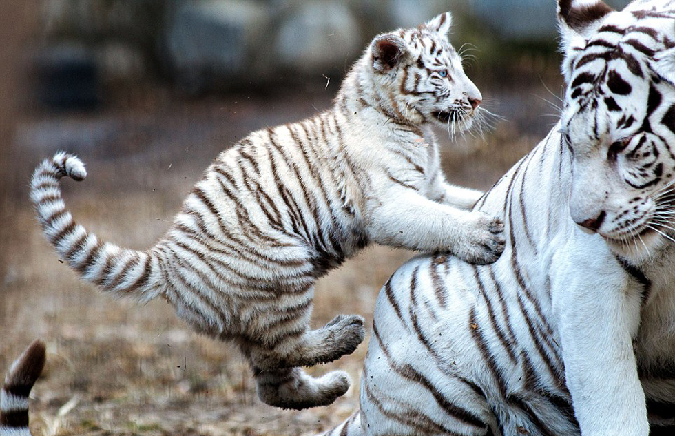 虎崽跳到母亲背上，令母亲越来越恼火。（网页截图）