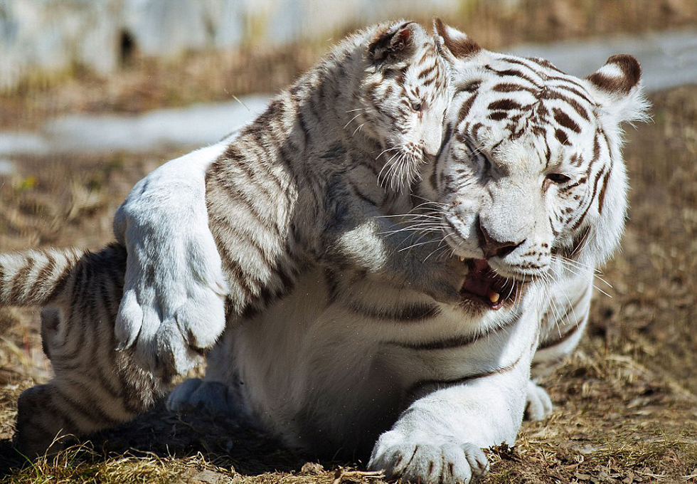 这只年轻的虎妈用自己的巨爪抱住扑向自己的虎崽。（网页截图）