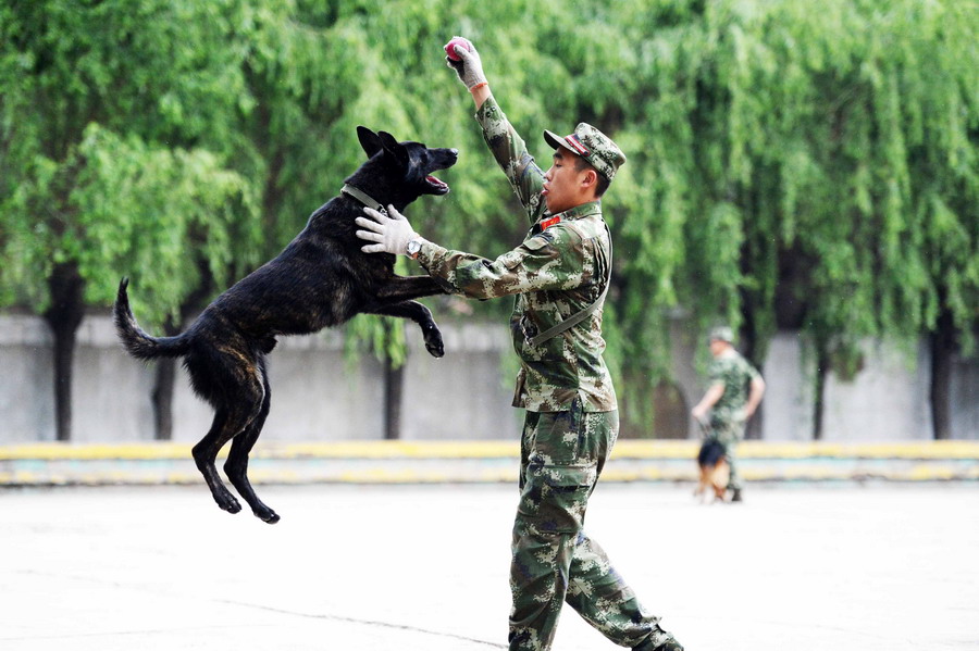 警犬训导员培训班在哈尔滨举办