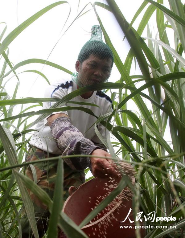 6月22日，在广西柳州市融水苗族自治县永乐乡下覃村，一名村民在给甘蔗施肥。