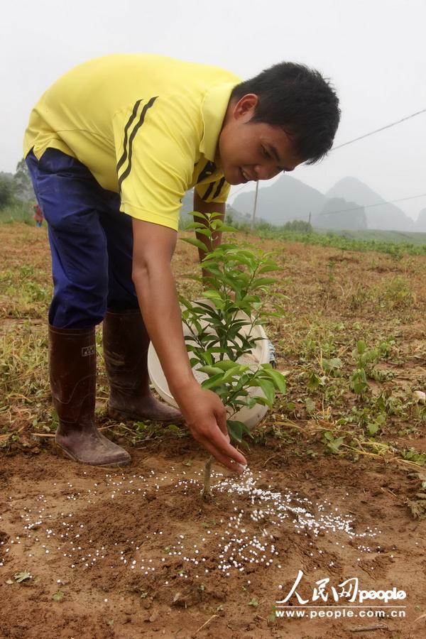 6月22日，在广西柳州市融水苗族自治县永乐乡下覃村，一名村民在给果树施肥。