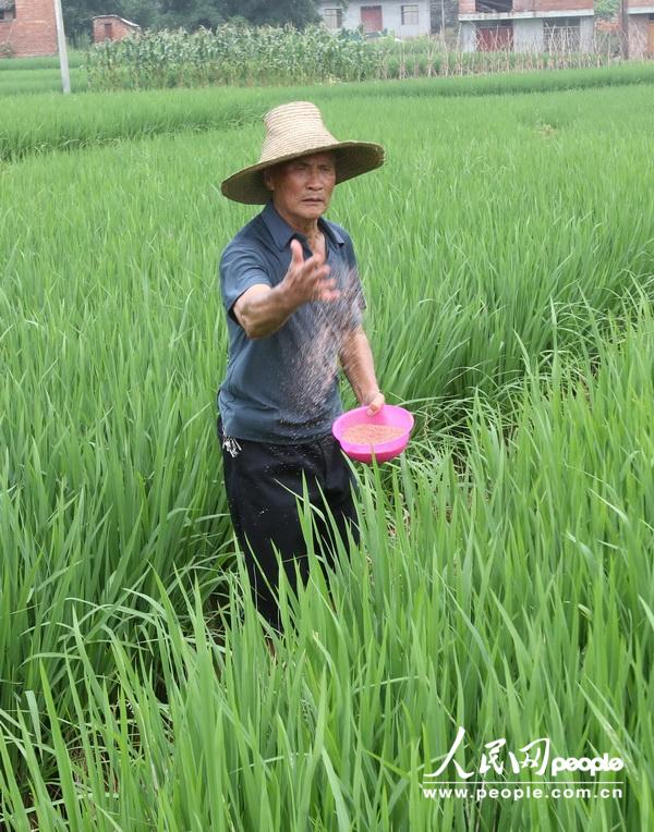 6月22日，在广西柳州市融水苗族自治县永乐乡木王村，一名老人在给禾苗施肥。