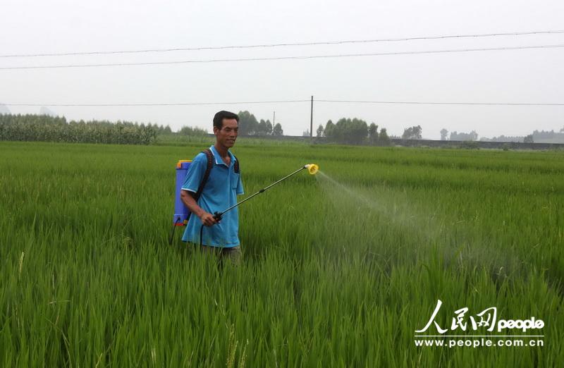 6月22日，在广西柳州市融水苗族自治县永乐乡荣山村，一名村民在给禾苗杀虫。