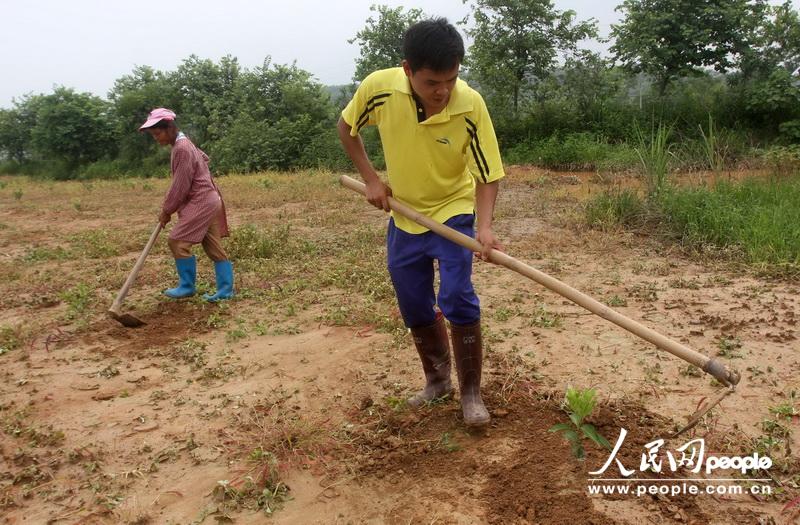 6月22日，在广西柳州市融水苗族自治县永乐乡下覃村，两名村民在给果树除草。
