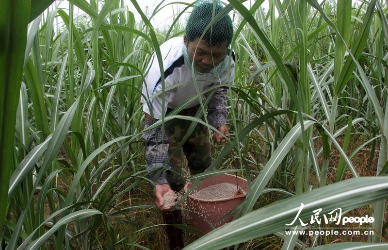 6月22日，在广西柳州市融水苗族自治县永乐乡下覃村，一名村民在给甘蔗施肥。