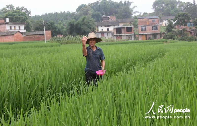 6月22日，在广西柳州市融水苗族自治县永乐乡木王村，一名老人在给禾苗施肥。