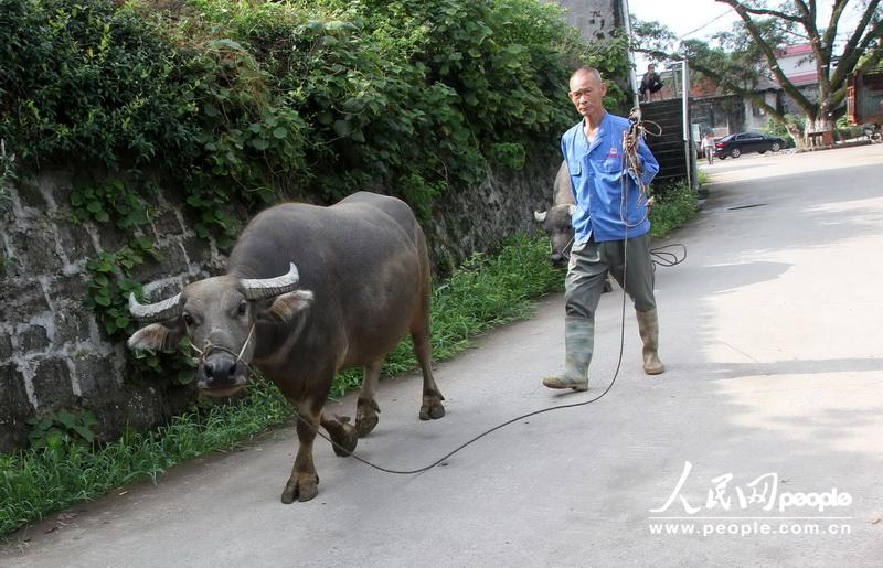 6月22日，在广西柳州市融水苗族自治县融水镇西洞村，一名村民牵头水牛去放养。