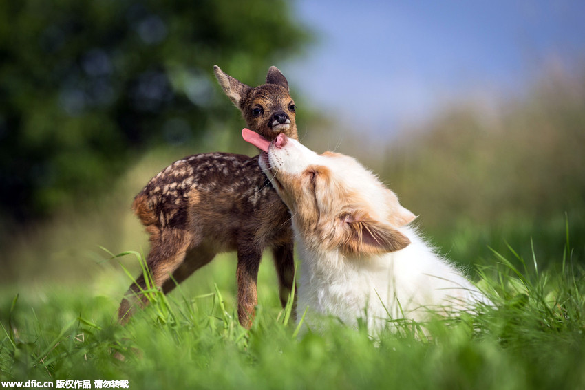 德国牧羊犬收养孤儿小鹿 百般宠爱视为己出