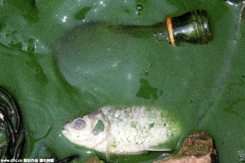 云南昆明滇池蓝藻爆发 造成沿湖生态环境恶化