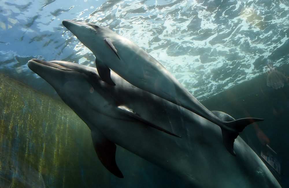 海豚宝宝亮相日本水族馆4