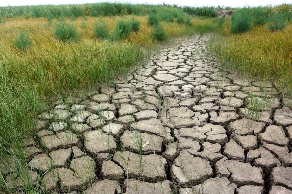 天津：干涸的湿地