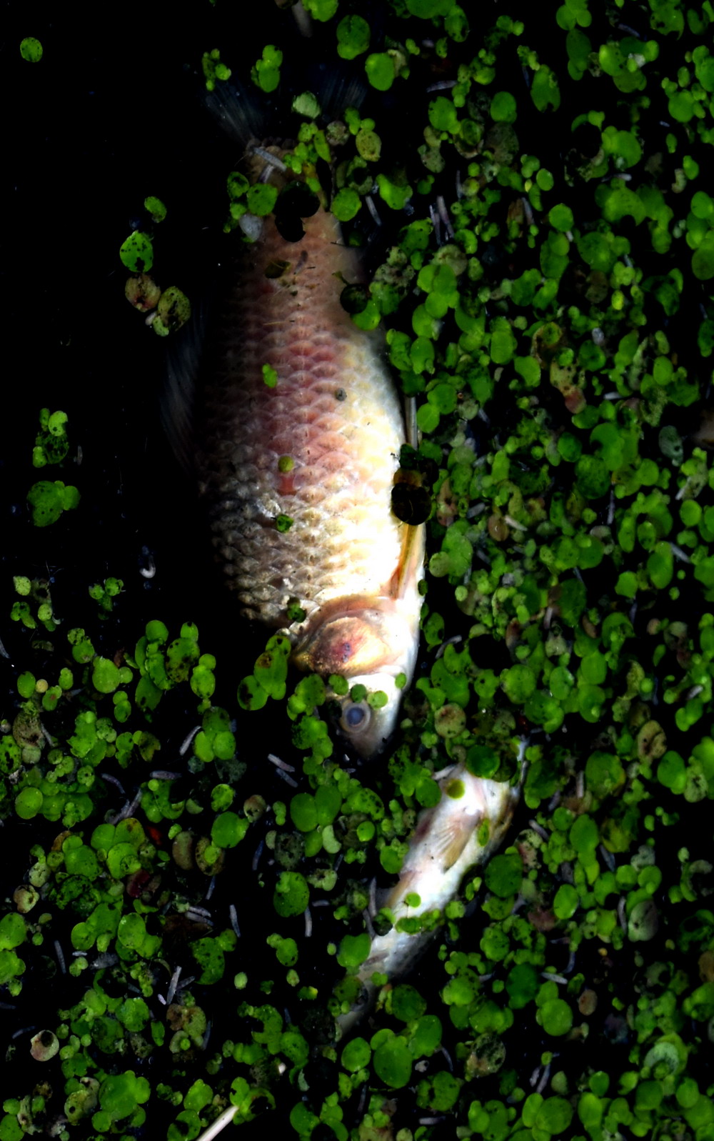 被严重污染的西流湖水面上漂浮着死鱼（7月29日摄）。