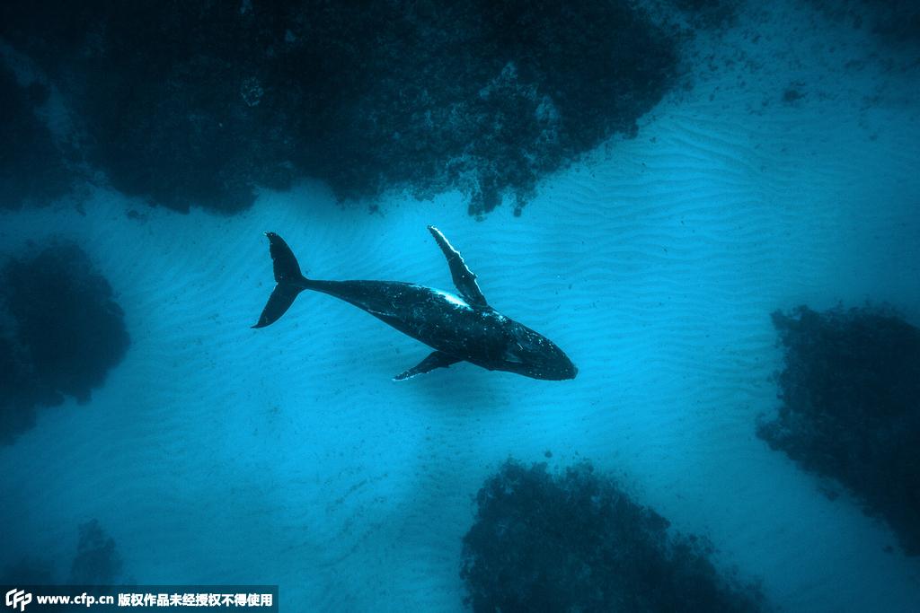 摄影师赴太平洋岛国 拍摄座头鲸动人瞬间【2】