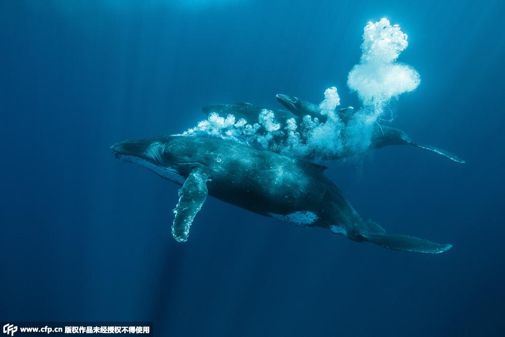 摄影师赴太平洋岛国 拍摄座头鲸动人瞬间【7】