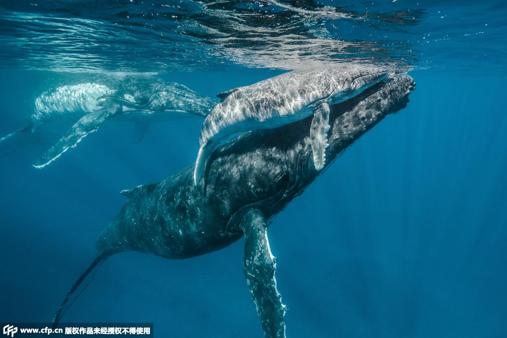 摄影师赴太平洋岛国 拍摄座头鲸动人瞬间